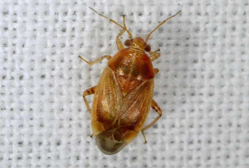 Miridae: Psallus sp. (cfr.) e Agnocoris sp.